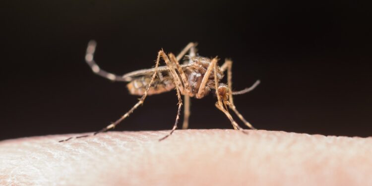 Calor e período chuvoso aumentam riscos de proliferação de mosquito transmissor da dengue
