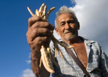 Mais de 900 famílias são beneficiadas com Garantia Safra em Aracati