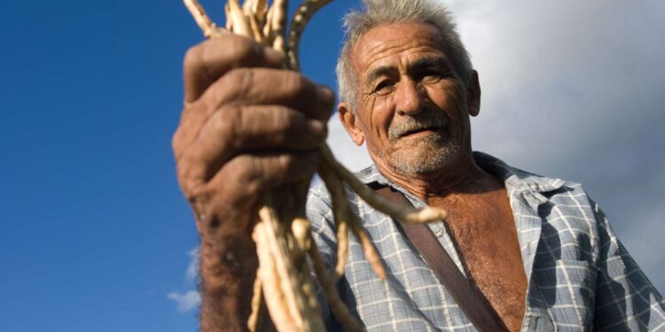 Mais de 900 famílias são beneficiadas com Garantia Safra em Aracati