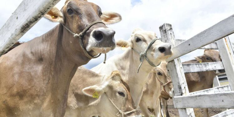 Elmano anuncia que o Ceará alcançou a meta de vacinas compradas contra febre aftosa