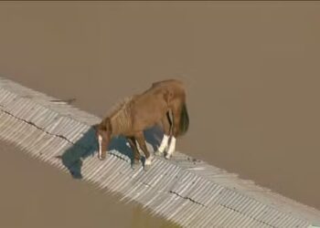 Cavalo é resgatado de telhado no Rio Grande do Sul após mobilização