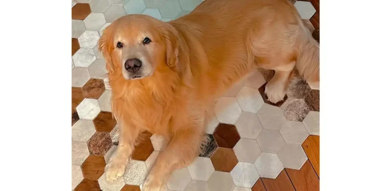 Câmara aprova projeto que obriga aéreas a rastrear transporte de pets