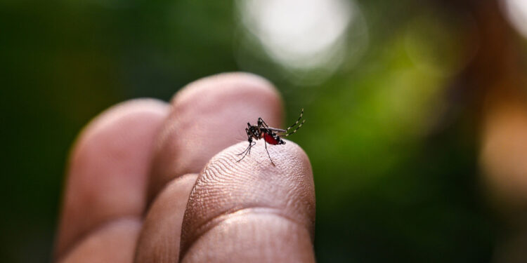 Ministério da Saúde confirma duas mortes por febre oropouche no Brasil