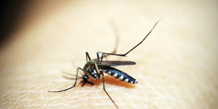 Brasil tem 254 mil casos de chikungunya; doença matou 161 este ano