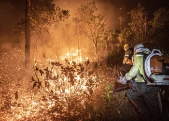 Manejo com fogo, contrafogo e queimada – entenda a diferença