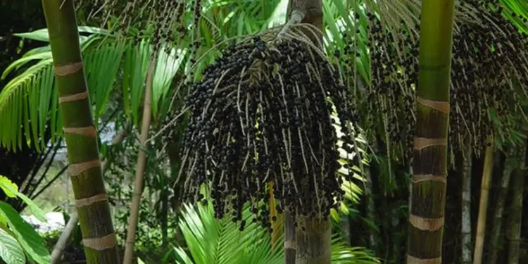 Valor da produção primária florestal aumenta 11,2% em 2023