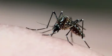 Anvisa vai priorizar pedidos de registro de testes contra dengue e oropouche