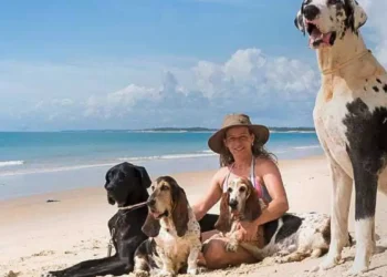 Férias chegam e trazem um dilema: viajar ou não com os pets?