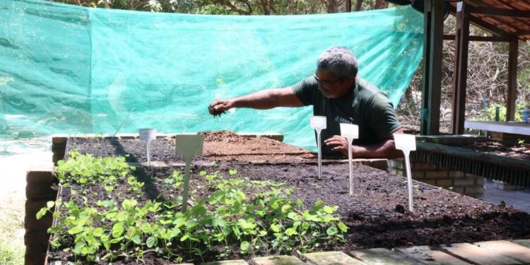 Sema distribui mais de 215 mil mudas de espécies nativas em 2024