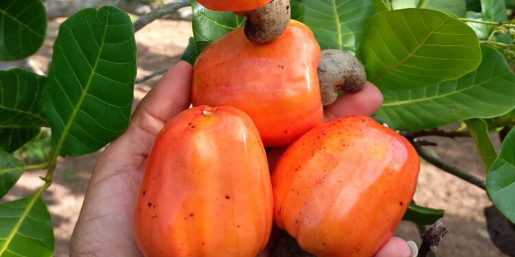 Aracati está entre os principais produtores de castanha de caju do Ceará