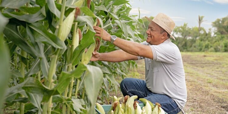 Banco do Nordeste projeta aplicar mais R$ 10,2 bilhões do Plano Safra até junho