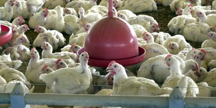 China, UE e Argentina suspendem compras de carne de frango do Brasil