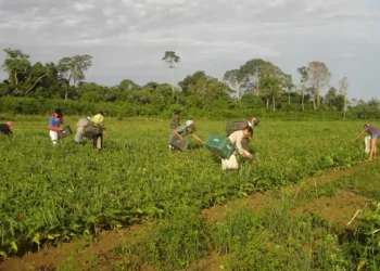 Agricultura familiar responde por 23% da produção agropecuária e 67% dos empregos no campo