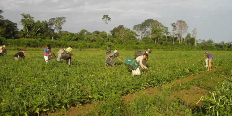 Agricultura familiar responde por 23% da produção agropecuária e 67% dos empregos no campo