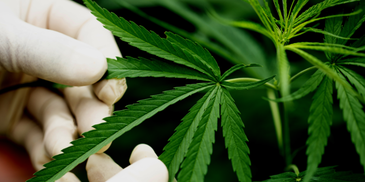 Canabidiol no TEA: o que revela a pesquisa da Uece