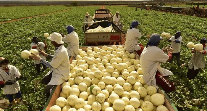 Agrícola Famosa está com 50 vagas de emprego abertas em Aracati