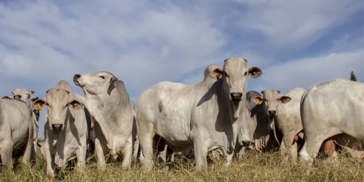 Campanha de Atualização Cadastral para produtores rurais do Ceará é prorrogada até dia 31 de julho
