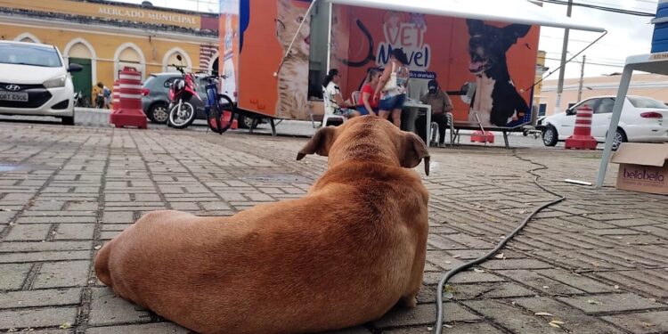 Vetmóvel de Aracati atende esta semana em Timbaúba e Canapum