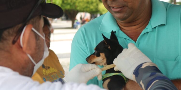 Giro Pet Ceará leva vacinação e encoleiramento gratuitos a Icapuí esta semana