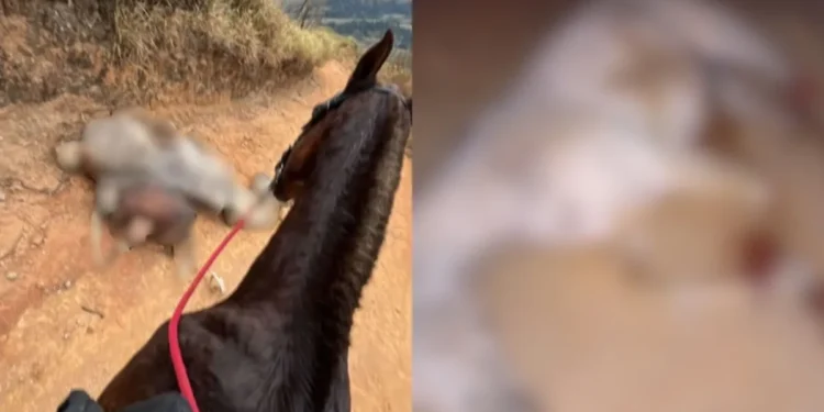 Polícia apura maus-tratos contra cavalo que teve as 4 patas cortadas em SP