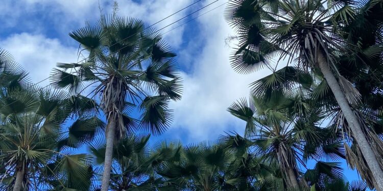 Exportações de cera de carnaúba do Ceará crescem quase 70% em 2024