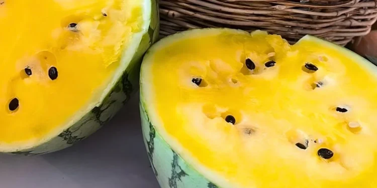 Melancia amarela ganha espaço no Ceará com produção pioneira em Aracati