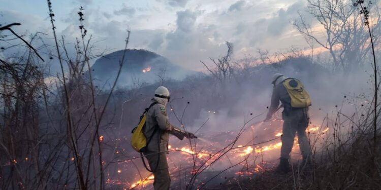 Incêndio às margens da CE-040 mobiliza equipes do Corpo de Bombeiros em Paripueira, Beberibe