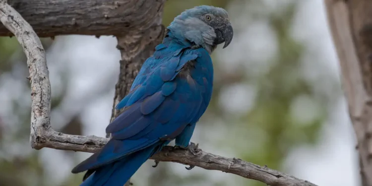 Ararinhas-azuis recapturadas testam positivo para vírus letal