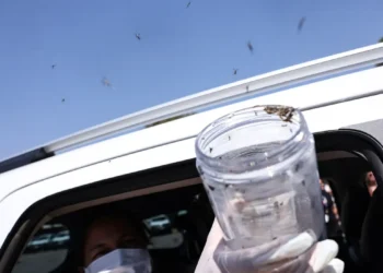 Saúde libera mosquitos estéreis para frear reprodução do Aedes