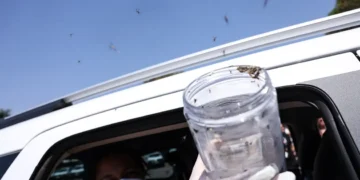 Saúde libera mosquitos estéreis para frear reprodução do Aedes