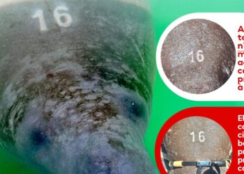 Aquasis lança alerta de busca pelo peixe-boi Ariel