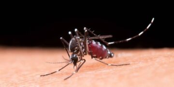 Brasil registra 1,66 milhão de casos prováveis de dengue em 2025; Ceará soma mais de 6 mil registros