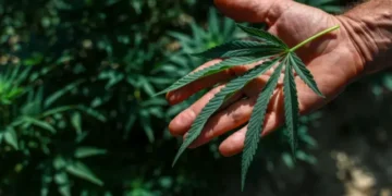 Anvisa aprova cultivo de cannabis por empresas e amplia acesso