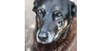 Saiba que sanções podem ser aplicadas a jovens que mataram cão Orelha