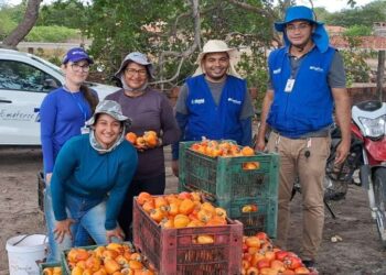 Protejo “Prospera Caju” chega a Aracati para  fortalecimento da cajucultura local