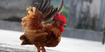 Raça da menor galinha do mundo é criada como pet e pode custar até R$ 3,5 mil no Brasil