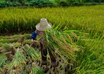 Promulgado protocolo da OIT contra trabalho forçado