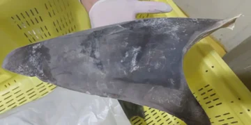 Exportação de barbatana do tubarão-azul é proibida no Brasil