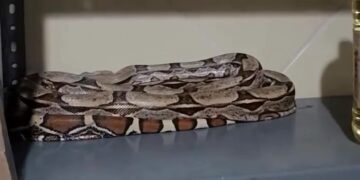 Cobra é encontrada em prateleira de mercearia e mobiliza resgate no bairro Várzea da Matriz, em Aracati