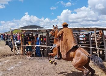 Pega de boi no mato movimenta a comunidade de Morrinhos, em Aracati, neste domingo, 29