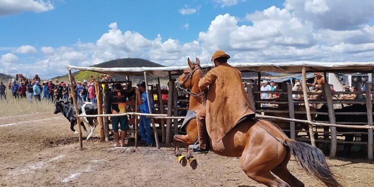 Pega de boi no mato movimenta a comunidade de Morrinhos, em Aracati, neste domingo, 29