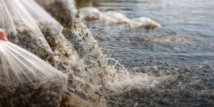 Aracati: Peixamento 2026 vai beneficiar 17 comunidades com 60 mil alevinos