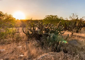 28 de abril marca o Dia Nacional da Caatinga e reforça a importância de preservar o bioma único do Brasil