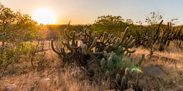 28 de abril marca o Dia Nacional da Caatinga e reforça a importância de preservar o bioma único do Brasil