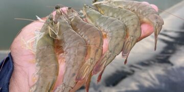 Ceará lidera produção nacional de camarão no Brasil, com Aracati como o maior produtor individual