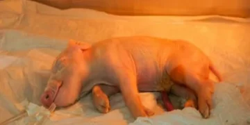 Brasil alcança marco inédito com primeiro porco clonado da América Latina