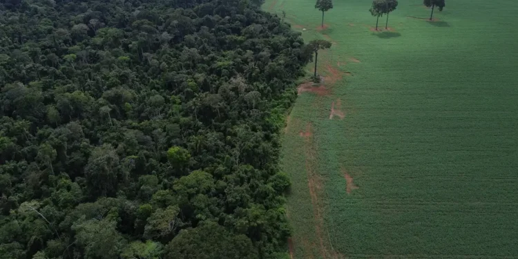 Brasil reduz em 42% perdas florestais em 2025, aponta estudo
