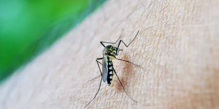 OMS: dengue é indicador da relação mudanças climáticas e arboviroses