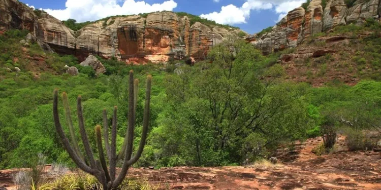 Senado avança em projeto que cria política nacional de recuperação da Caatinga