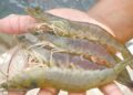 Aracati recebe curso gratuito de carcinicultura promovido pela Superintendência Federal da Pesca e Aquicultura do Ceará